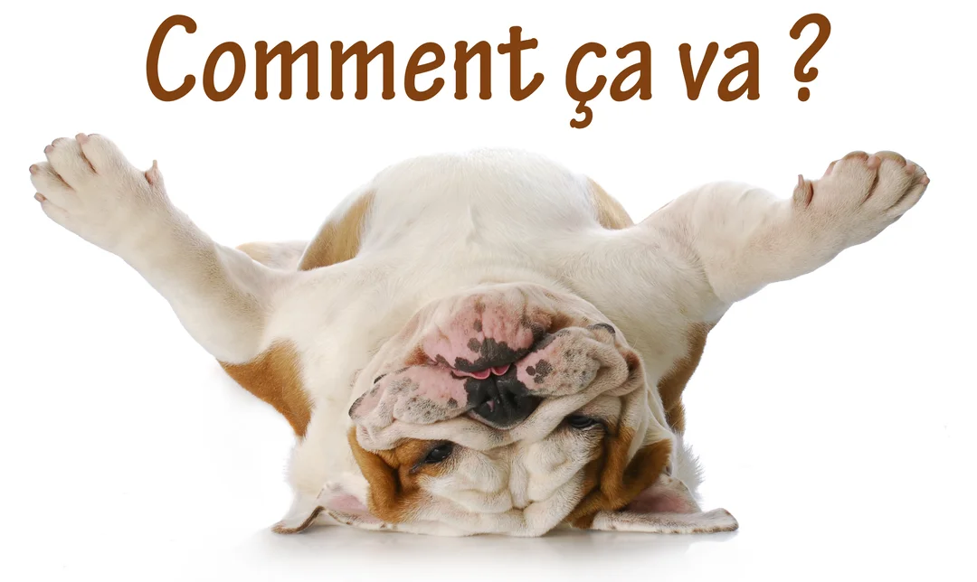 Un bulldog anglais de couleur fauve et blanc est allongé sur le dos sur un fond blanc, regardant l'objectif la tête à l'envers.