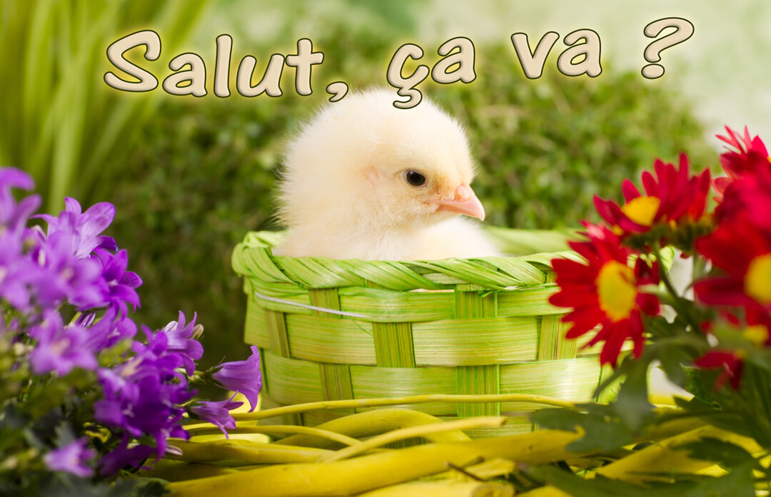 Un poussin jaune duveteux est assis dans un panier vert tressé, flanqué de fleurs violettes et rouges sur un fond végétal flou.