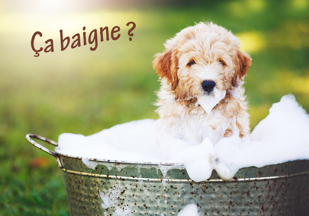 Un jeune chiot à poil bouclé de couleur crème est assis dans une bassine en zinc remplie de bulles de savon, en extérieur.