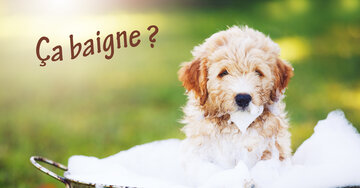 Aperçu de la carte : Ça baigne ?