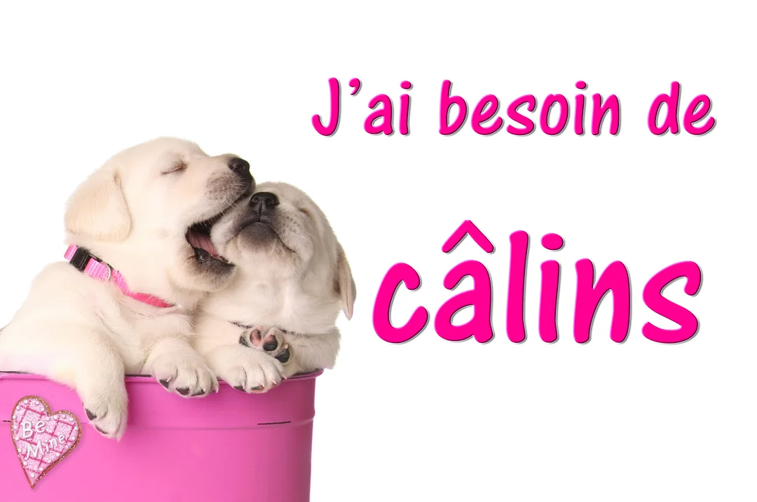 Deux jeunes chiots labradors clairs, les yeux fermés, se blottissent affectueusement l'un contre l'autre dans un seau rose vif sur un fond blanc.