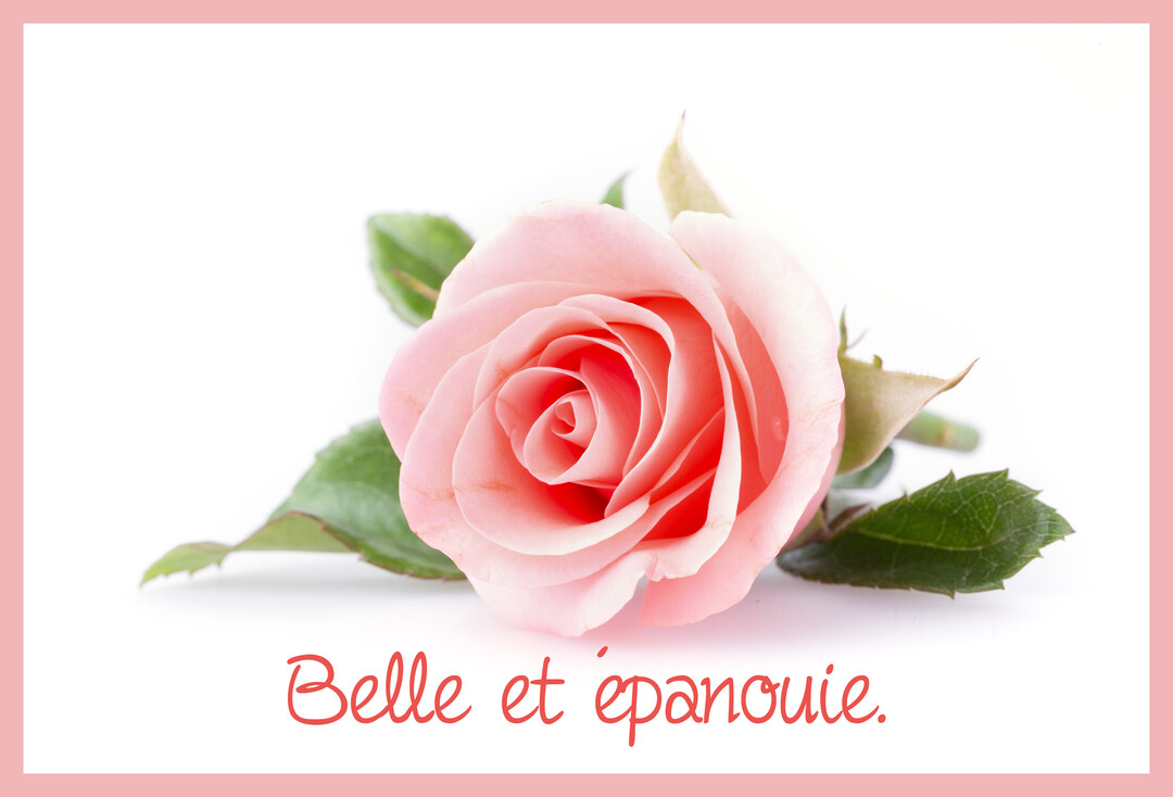 Une unique rose rose, entièrement ouverte, repose sur un fond blanc pur avec ses feuilles vertes, sous un message manuscrit rouge.