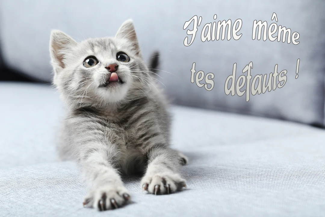 Un jeune chaton tabby gris est allongé sur un canapé, regardant vers le haut et tirant la langue de manière espiègle et adorable.