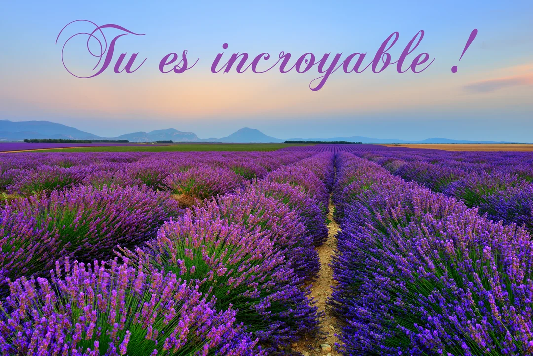 Un vaste champ de lavande violette en rangées s'étend jusqu'à des montagnes lointaines sous un ciel de crépuscule coloré.