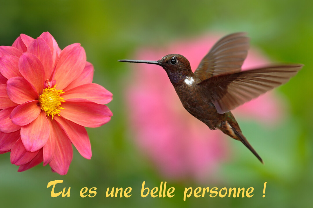 Un colibri marron en plein vol, avec ses ailes déployées, s'approche d'une grande fleur de dahlia rose au cœur jaune sur un fond vert.