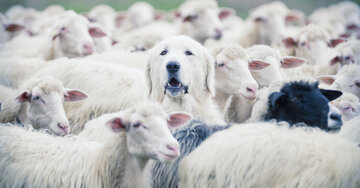 Aperçu de la carte : Tu es unique !