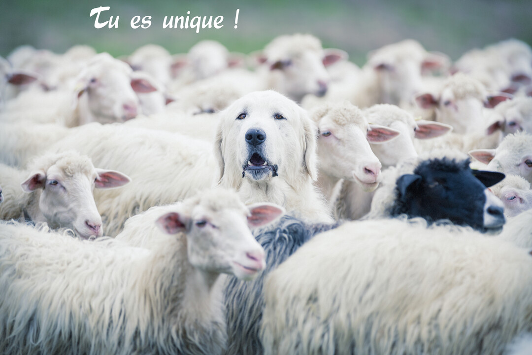 Un grand chien de berger blanc se dresse au centre d'un troupeau de moutons, illustrant le concept d'être unique au sein d'une foule.