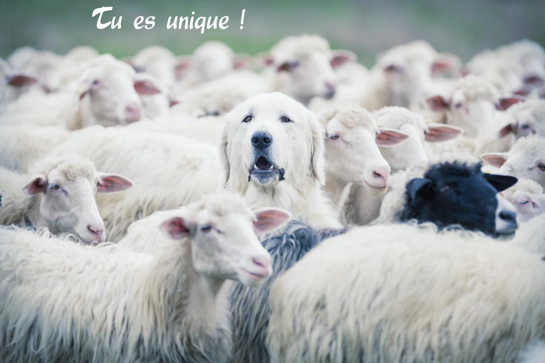Un grand chien de berger blanc se dresse au centre d'un troupeau de moutons, illustrant le concept d'être unique au sein d'une foule.