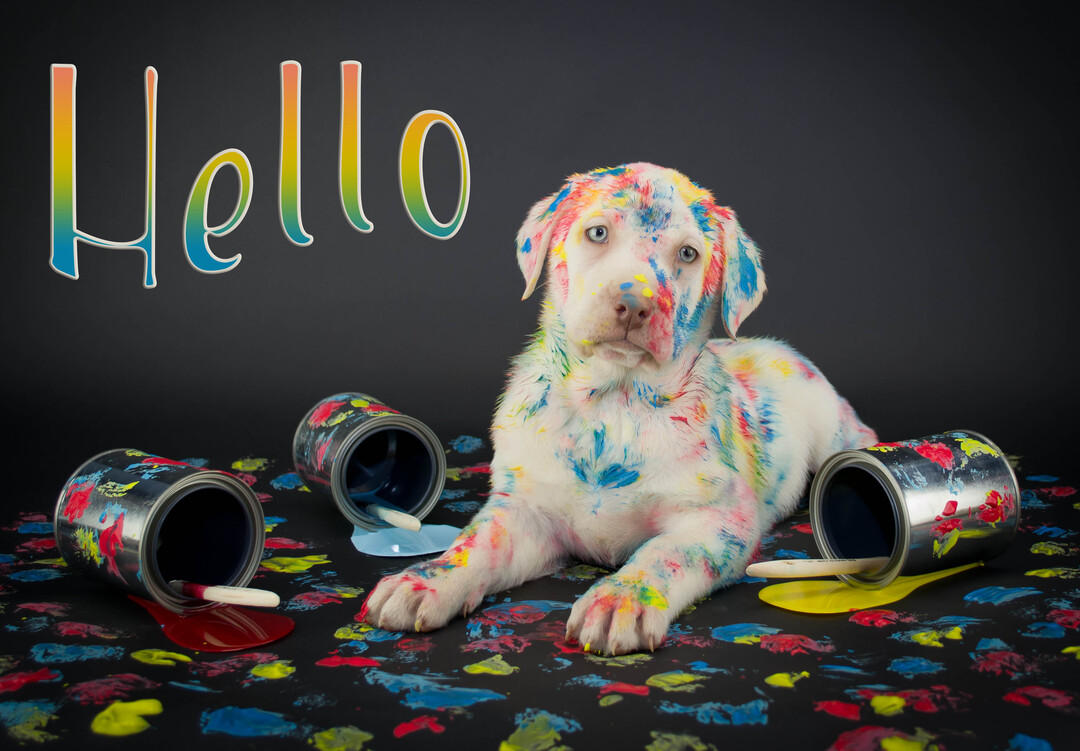 Un chiot blanc est allongé sur un sol noir, couvert de peinture multicolore, entouré de pots de peinture renversés et de pinceaux.