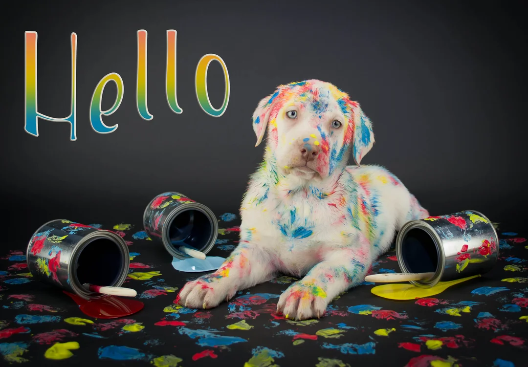 Un chiot blanc est allongé sur un sol noir, couvert de peinture multicolore, entouré de pots de peinture renversés et de pinceaux.