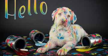 Aperçu de la carte : Hello