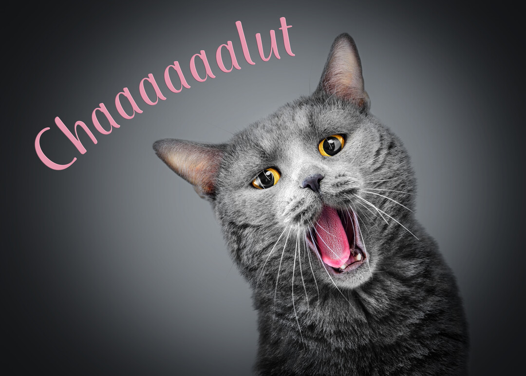 Un chat gris de race British Shorthair, sur fond uni, bâille la bouche grande ouverte, avec le texte humoristique "Chaaaaalut" en rose.