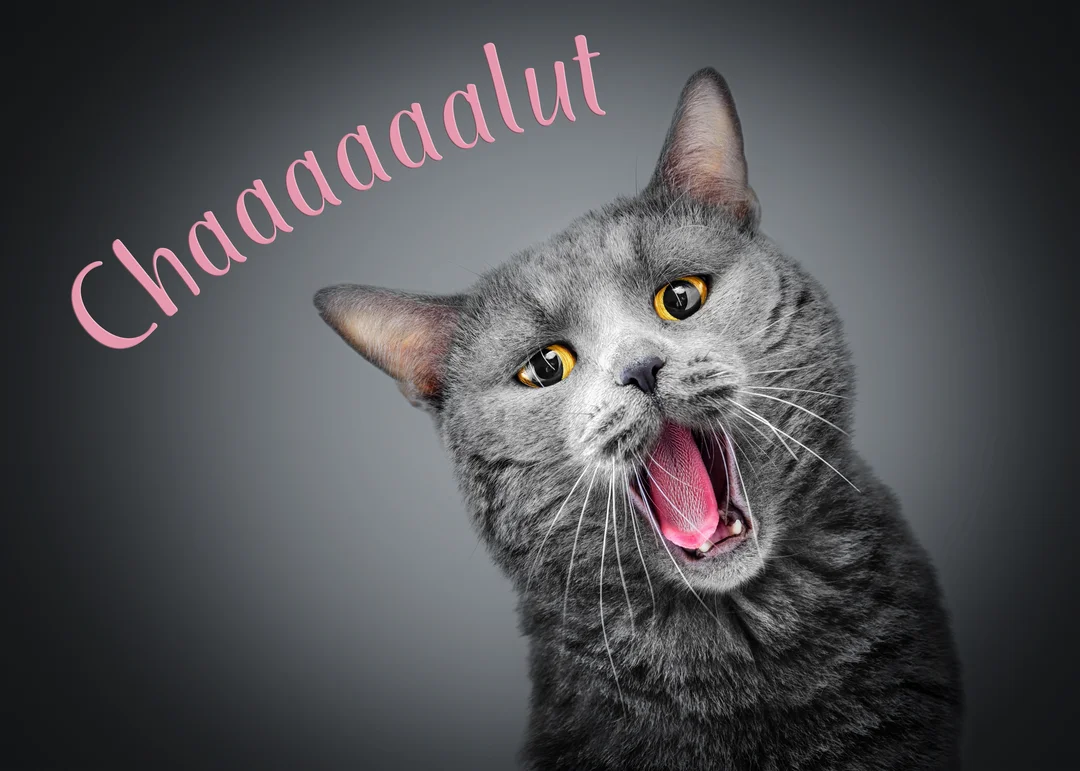 Un chat gris de race British Shorthair, sur fond uni, bâille la bouche grande ouverte, avec le texte humoristique "Chaaaaalut" en rose.