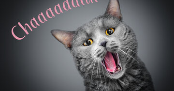 Aperçu de la carte : Chaaaaalut