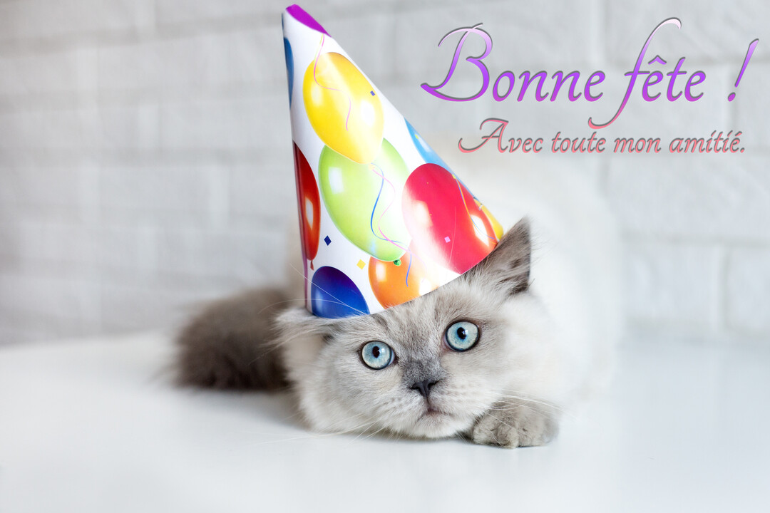 Un jeune chat blanc et duveteux aux yeux bleus perçants est couché et porte un chapeau de fête conique et multicolore sur la tête.
