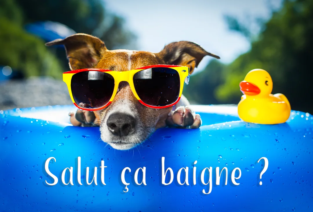 Un chien de race Jack Russell, coiffé de lunettes de soleil, se repose au bord d'une petite piscine bleue près d'un canard en plastique jaune.