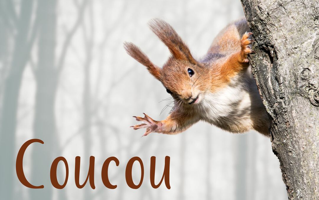 Un écureuil roux au regard espiègle se penche derrière un arbre, la patte avant tendue comme pour faire un signe de salut.