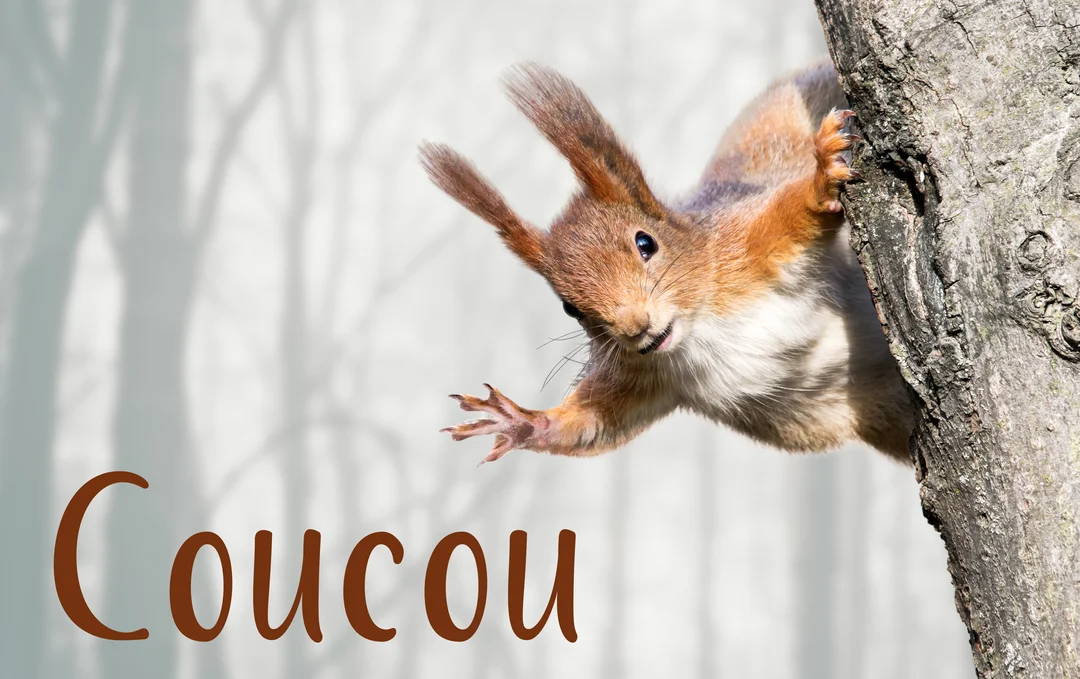 Un écureuil roux au regard espiègle se penche derrière un arbre, la patte avant tendue comme pour faire un signe de salut.