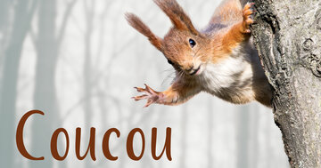 Aperçu de la carte : Coucou