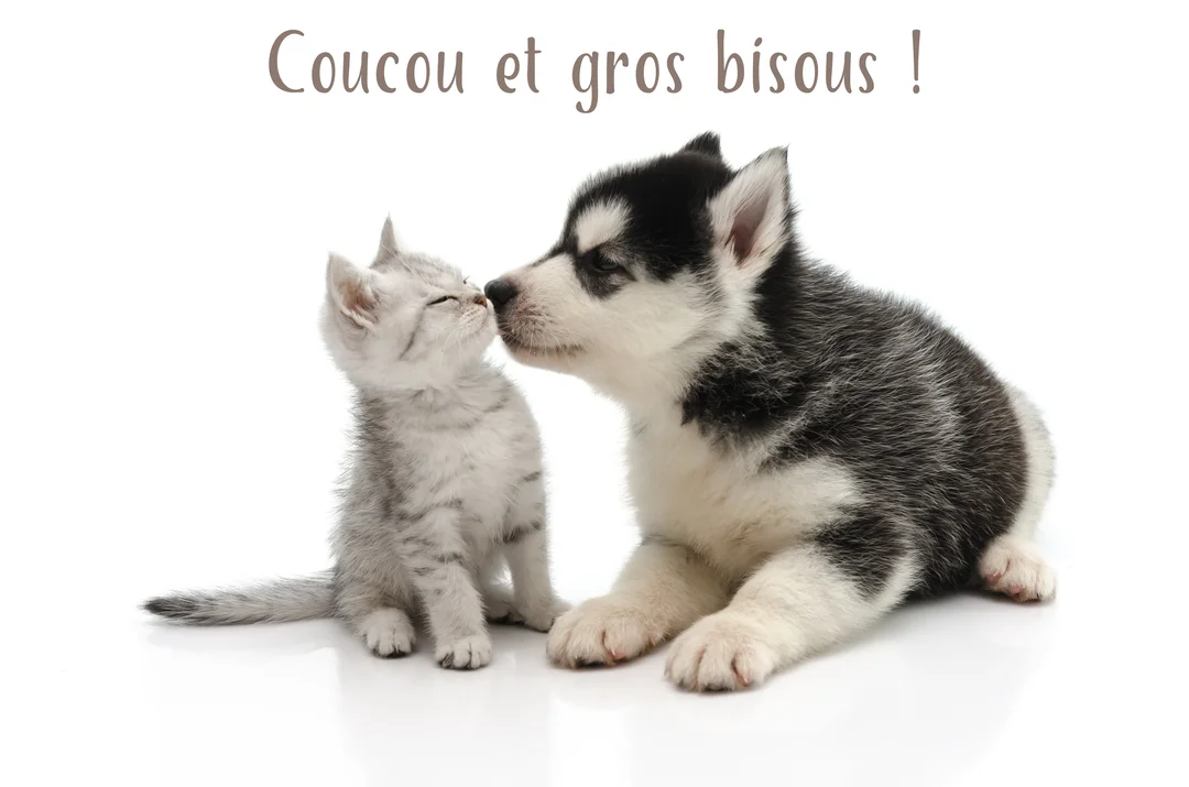 Sur un fond blanc, un jeune chiot husky noir et blanc se penche pour renifler le nez d'un petit chaton tigré gris.