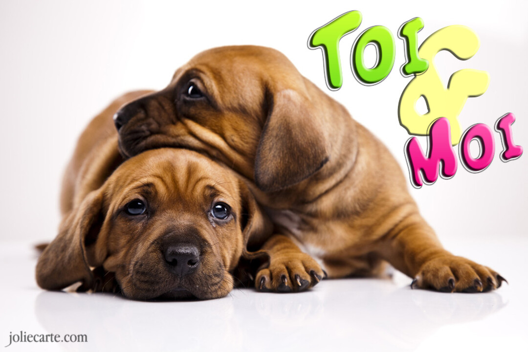 Deux jeunes chiots marron clair sont tendrement blottis l'un contre l'autre sur une surface blanche, avec le texte coloré 'Toi & Moi'.
