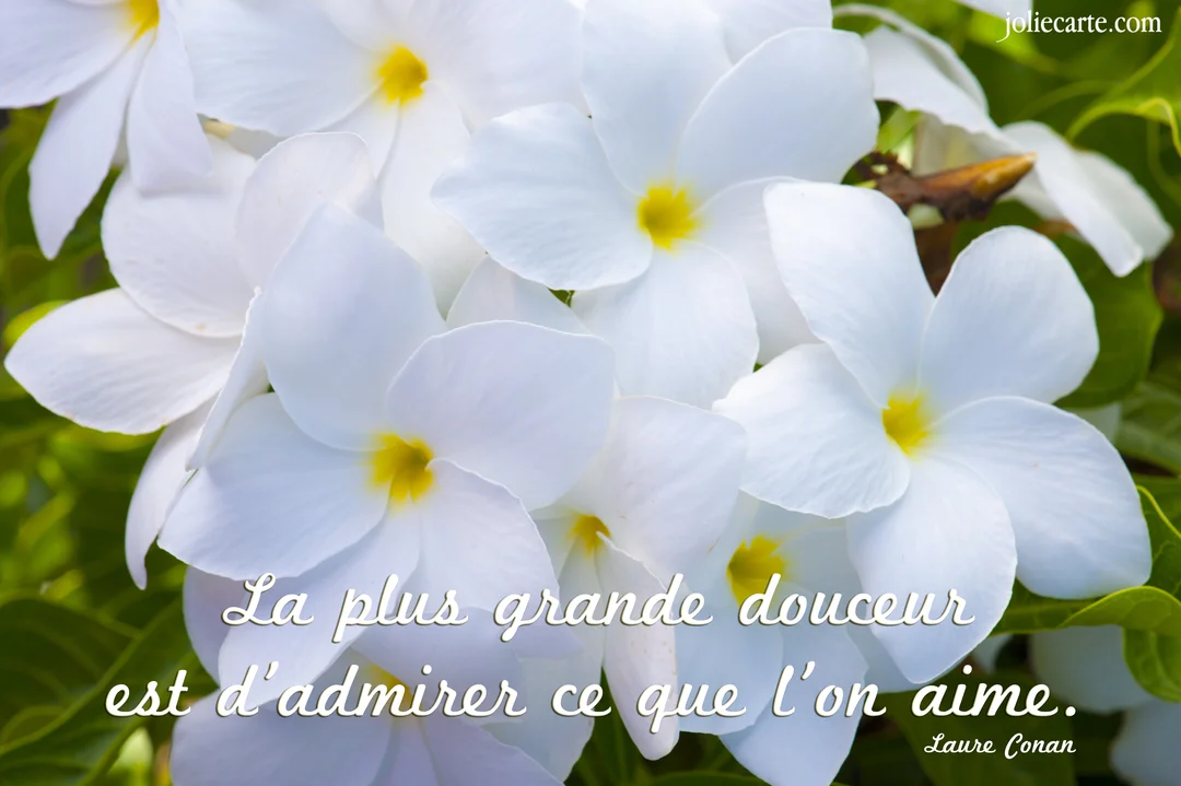 Gros plan sur un bouquet de fleurs blanches de frangipanier avec des cœurs jaunes, sur lequel est inscrite une citation poétique.