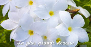 Aperçu de la carte : La plus grande douceur est d'admirer ce que l'on aime.