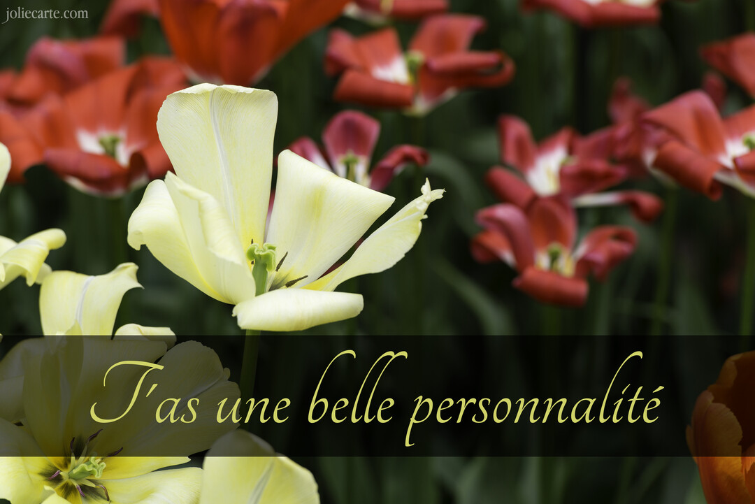 Une tulipe jaune pâle, entièrement ouverte au premier plan, se détache sur un parterre flou de tulipes rouges avec un texte manuscrit superposé.