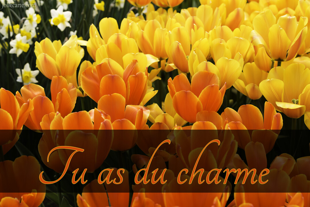Un parterre de tulipes éclatantes, oranges au premier plan et jaunes à l'arrière, avec le texte 'Tu as du charme' superposé dans un bandeau.