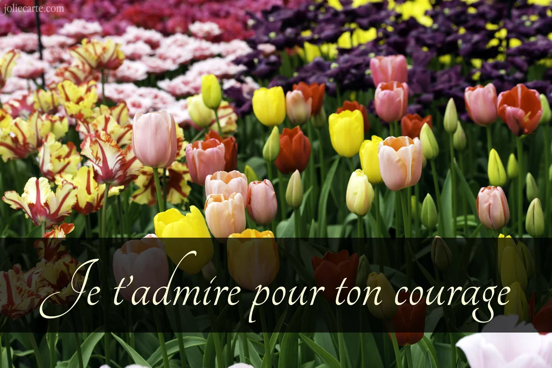 Un parterre de tulipes de diverses couleurs (rose, jaune, rouge, violet) avec un bandeau noir superposé portant une inscription blanche calligraphiée.