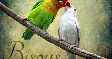 Aperçu de la carte : Bisous