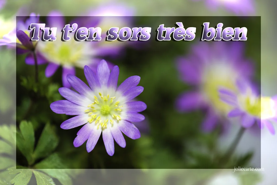 Gros plan sur une fleur d'anémone violette et blanche, avec un texte superposé 'Tu t'en sors très bien' sur un fond floral flou.