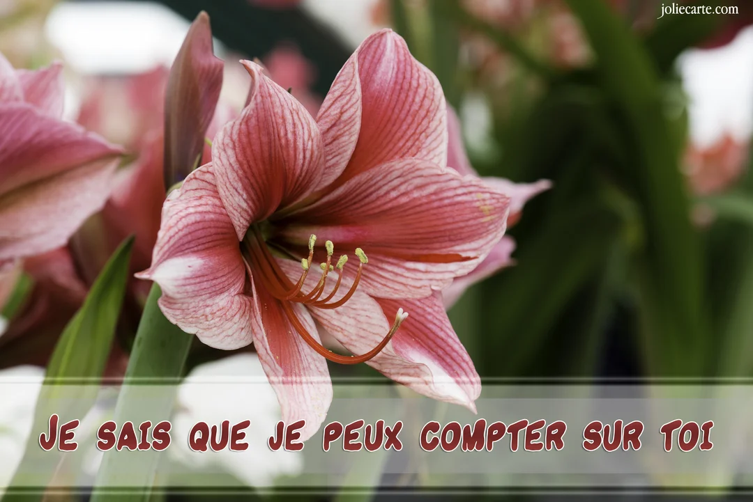 Gros plan sur une fleur d'amaryllis rose et blanche striée, avec ses pistils apparents, sur un fond de feuillage vert flou.