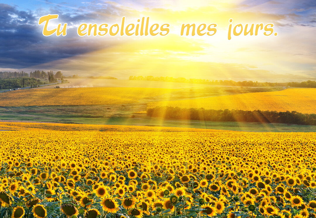 Un vaste champ de tournesols s'étend sous un soleil radieux, avec le message 'Tu ensoleilles mes jours' écrit dans le ciel lumineux.