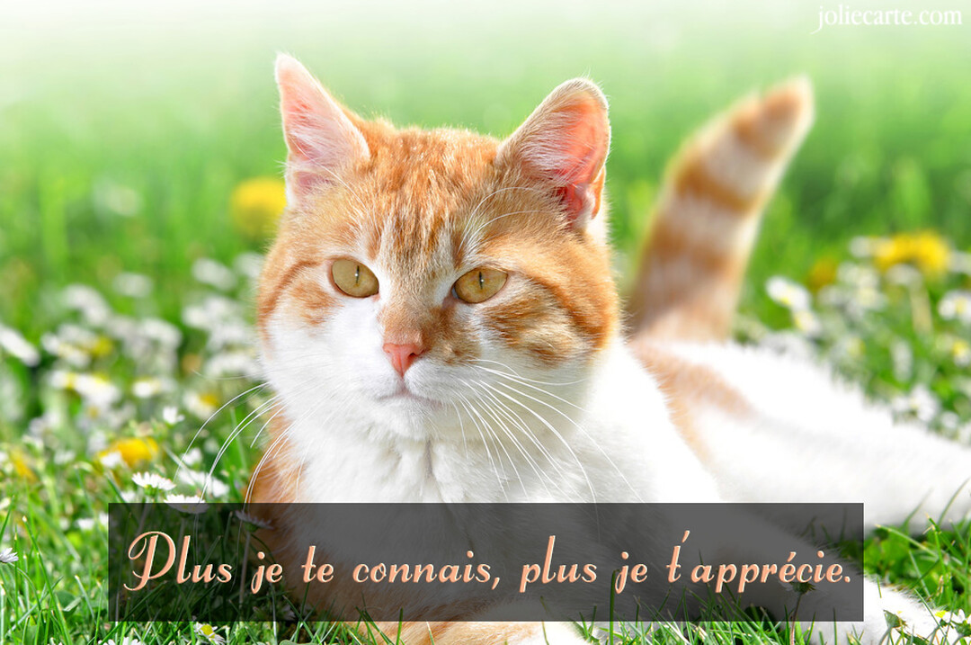 Un chat roux et blanc au regard doux est allongé dans une prairie verdoyante et fleurie, baignée par une lumière de jour ensoleillée.