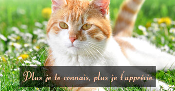 Aperçu de la carte : Plus je te connais, plus je t'apprécie.