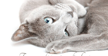 Aperçu de la carte : Tu as gardé ton âme d'enfant