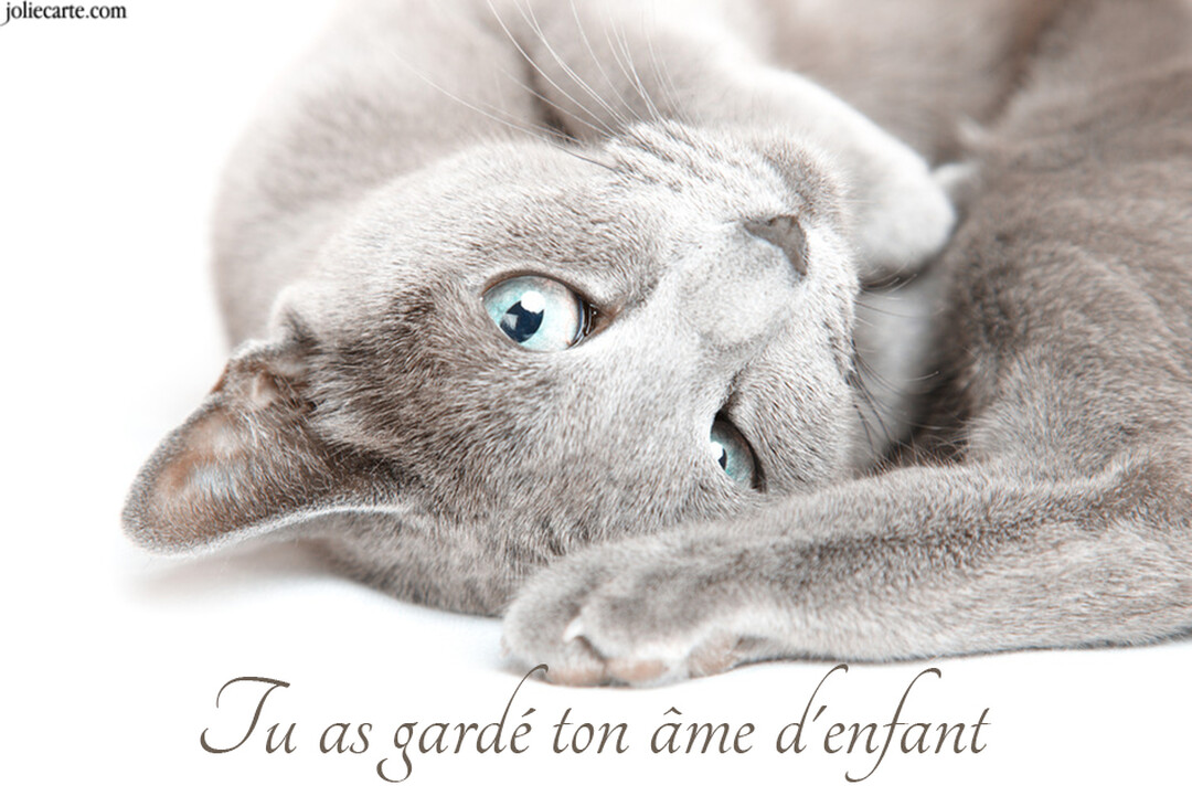 Un jeune chat de race bleu russe, aux yeux bleus vifs, est allongé sur le dos dans une posture joueuse sur un fond blanc.