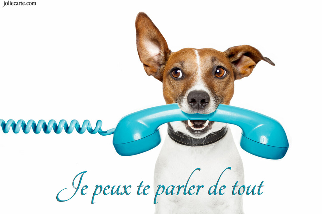 Un chien de race Jack Russell, sur fond blanc, regarde la caméra en tenant fermement un combiné de téléphone bleu dans sa bouche.
