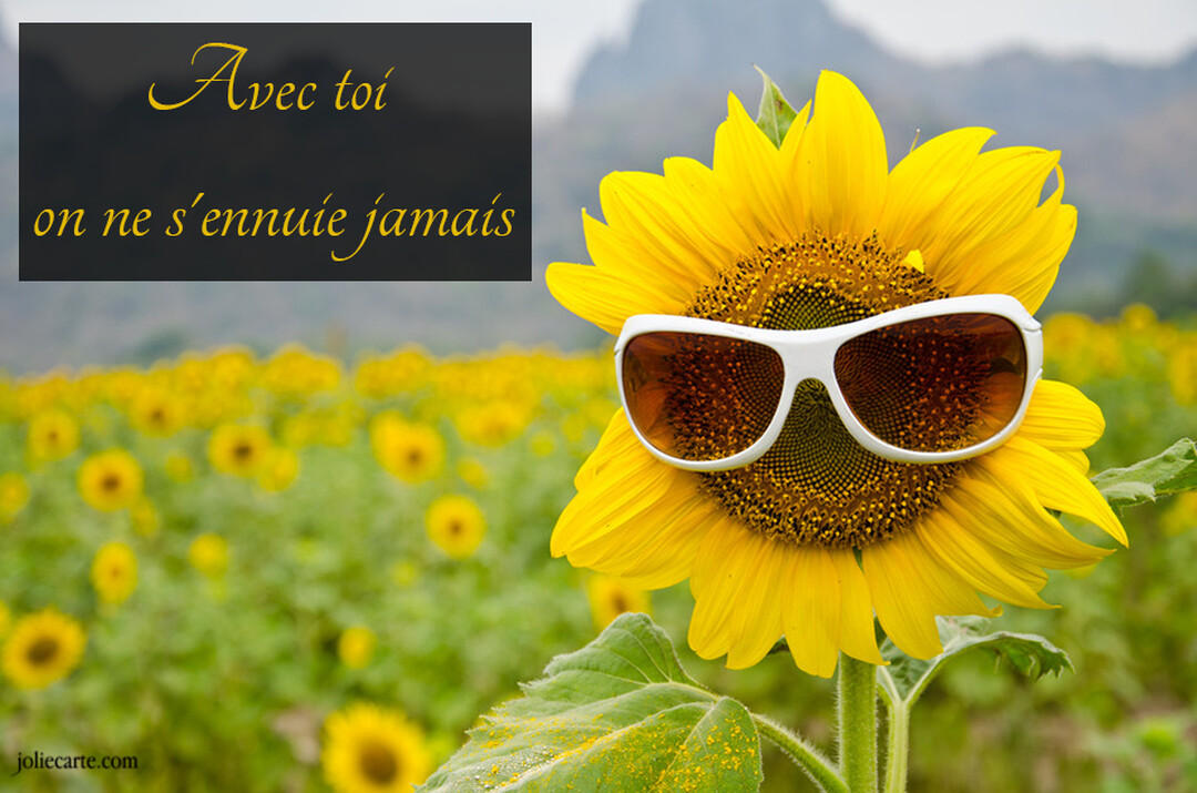 Un tournesol au premier plan, portant des lunettes de soleil blanches, se détache d'un champ de tournesols en arrière-plan sous un ciel clair.