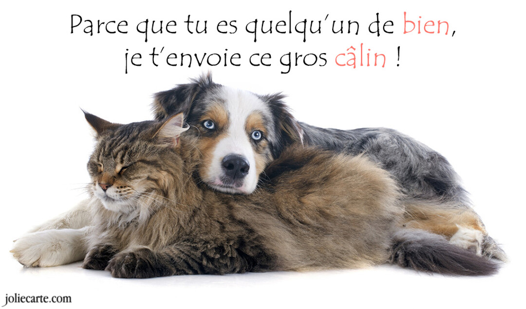 Un chien de type berger australien aux yeux bleus est couché et enlace tendrement un chat à poils longs qui a les yeux fermés.