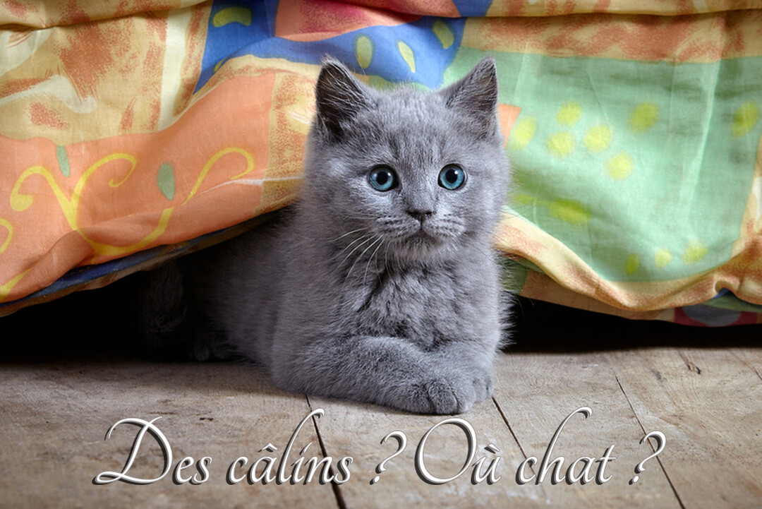 Un jeune chaton gris au pelage duveteux et aux yeux bleus vifs est allongé sur un sol en bois, à moitié caché sous une couette colorée.