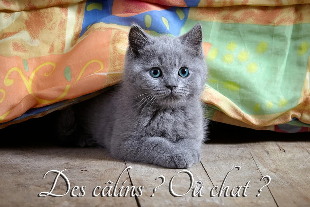Un jeune chaton gris au pelage duveteux et aux yeux bleus vifs est allongé sur un sol en bois, à moitié caché sous une couette colorée.