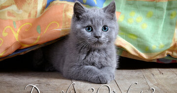 Aperçu de la carte : Des câlins ? Où chat ?