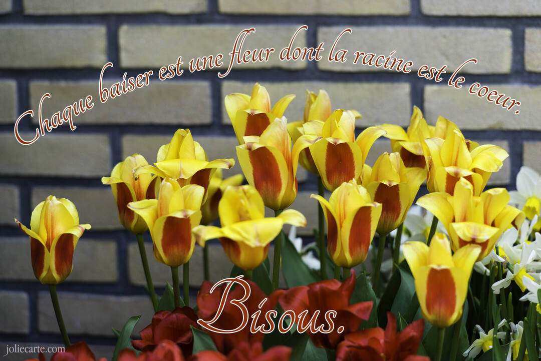 Un parterre de tulipes bicolores, jaunes et rouges, s'épanouit devant un mur de briques, avec une citation romantique superposée en écriture cursive.