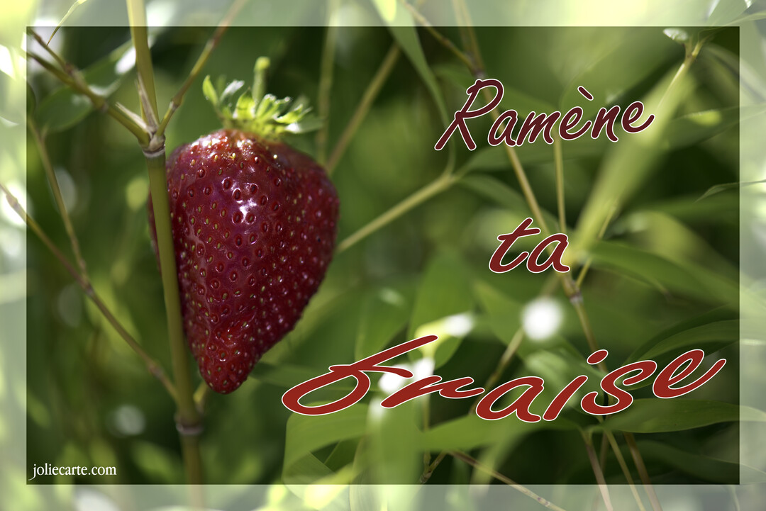 Gros plan sur une fraise rouge vif suspendue à une plante verte, avec le texte calligraphié en rouge 'Ramène ta fraise' superposé.