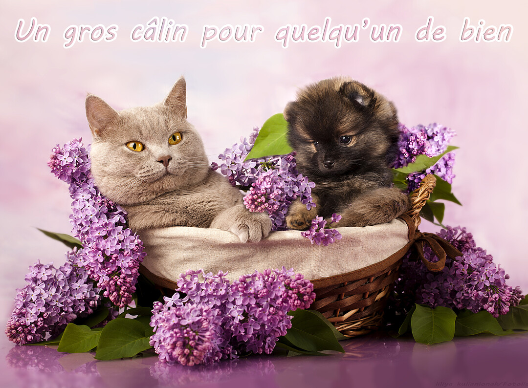 Un chat gris et un petit chiot brun sont assis côte à côte dans un panier en osier entouré de branches de lilas violet.