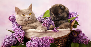 Aperçu de la carte : Un gros câlin pour quelqu'un de bien