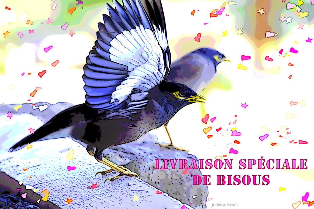 Deux oiseaux de style pop art, dont un avec l'aile déployée, sont entourés de petits cœurs colorés sur un fond clair et abstrait.