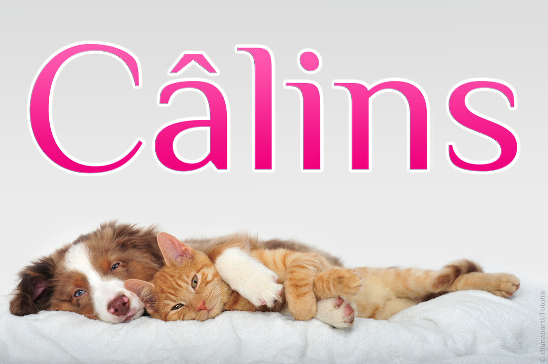 Un chiot et un chaton sont couchés et se font un câlin sur une couverture blanche, sous le mot 'Câlins' en rose.